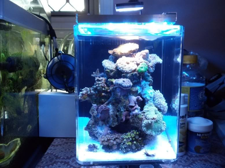Reefing The Australian Way Forums View Topic My 8l Pico Reef