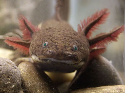 axolotlsmall.jpg