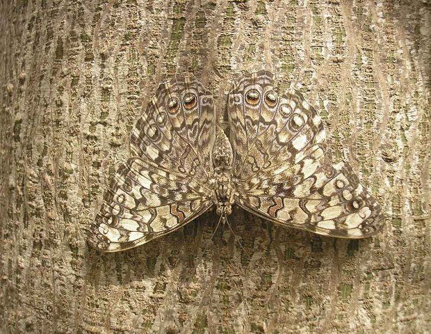  photo 10-amazing-pictures-of-animals-using-camouflage-1_zpslgqoqhxe.jpg