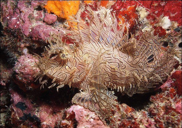  photo 10-amazing-pictures-of-animals-using-camouflage-2_zpse0wupoyp.jpg