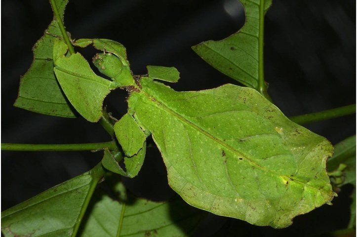  photo 10-amazing-pictures-of-animals-using-camouflage-4_zps8zzwlsnr.jpg