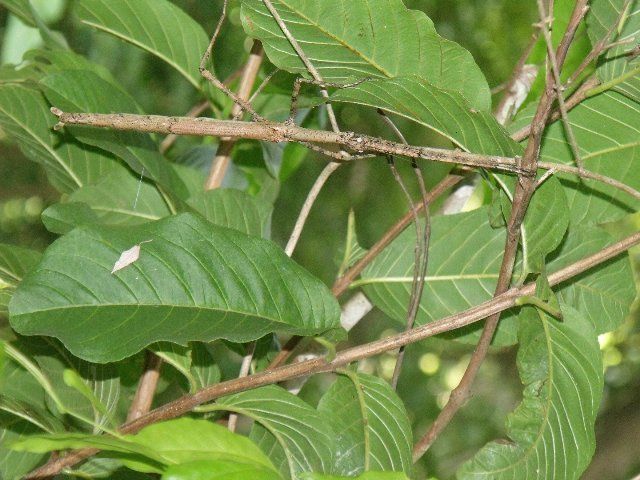  photo 10-amazing-pictures-of-animals-using-camouflage-6_zps5re0sww4.jpg
