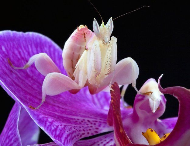  photo 10-amazing-pictures-of-animals-using-camouflage-8_zpsyyp1mcxs.jpg