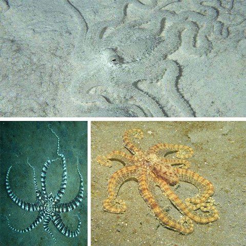  photo 10-amazing-pictures-of-animals-using-camouflage-9_zpsrlooryuu.jpg