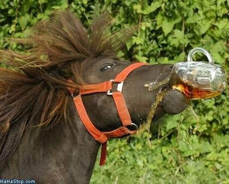 Horse_Drinking_Beer_zps3e4f4d93.jpg