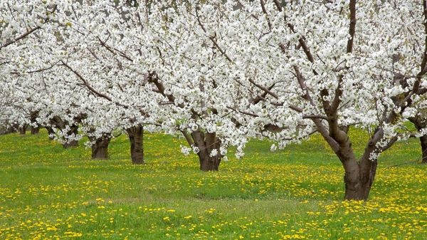 naturetreesoregonfruittrees1920x1080wall