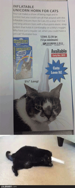 2413cat_zps50d3ddb8.gif
