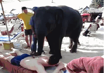 2608elephant_zpsd57a1e06.gif