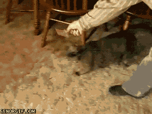 cheeseface_zpsa8b5e023.gif
