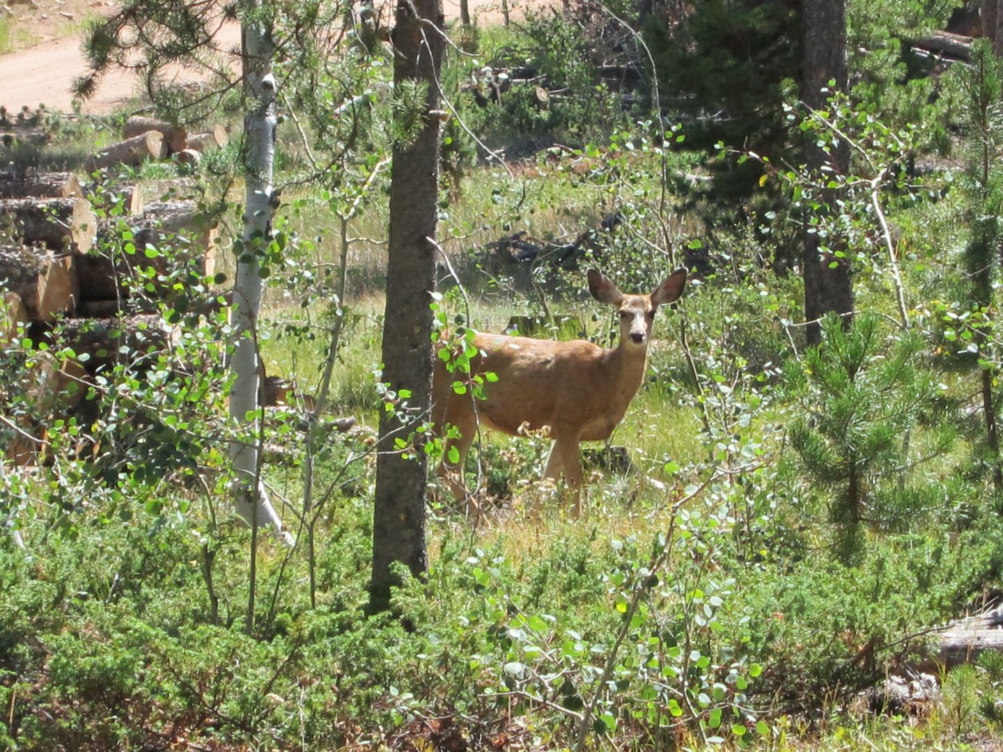 Female Deer