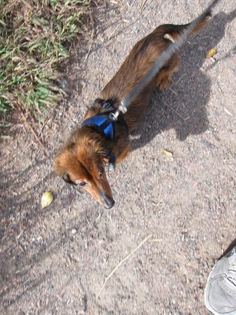 Dachshund Walking