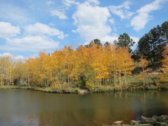 Autumn Aspens | Nederland, Colorado