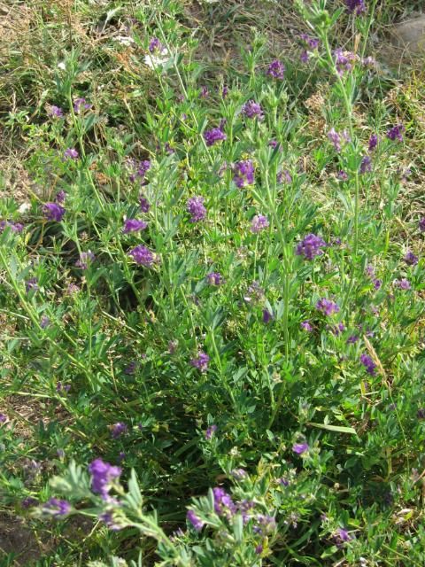 Wildflowers | Nederland, Colorado