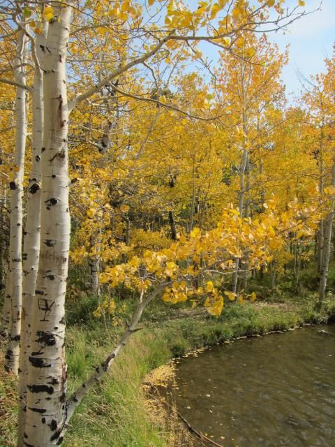 Autumn Aspens | Nederland, Colorado