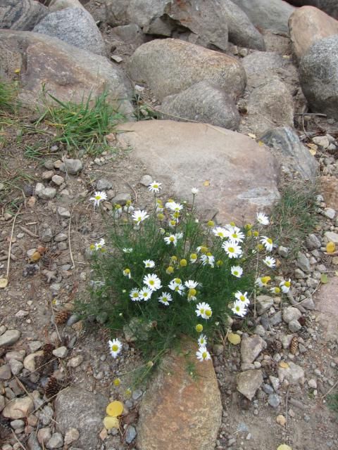 Wildflowers | Nederland, Colorado