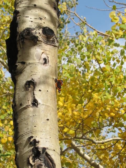 Butterfly on Aspen | Nederland, Colorado