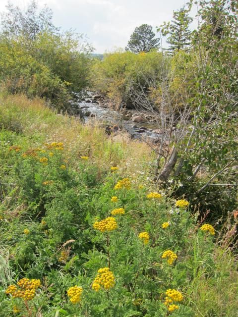 Boulder Creek | Nederland, Colorado