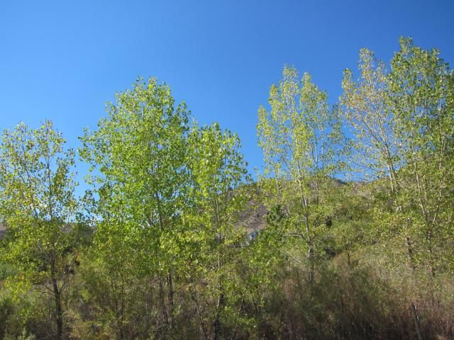 Aspens