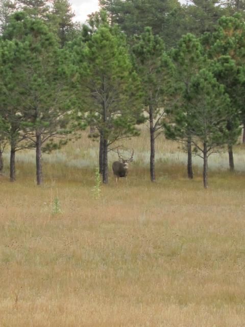 Elk | Black Forest, Colorado