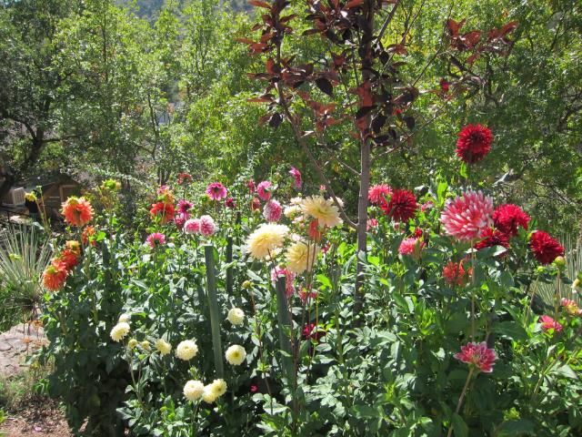 Wildflowers | Manitou Springs, Colorado