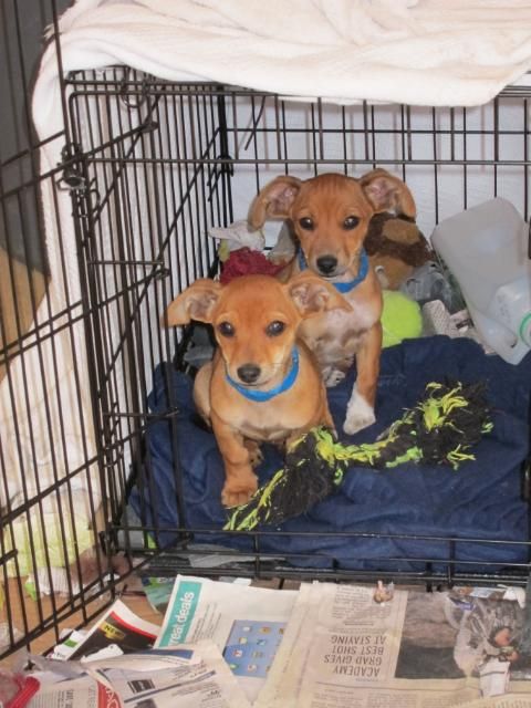 Chiweenie Puppies