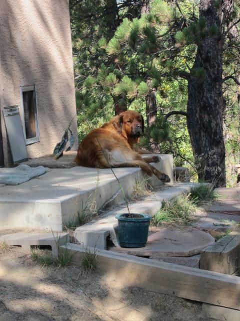 St. Bernard Mix