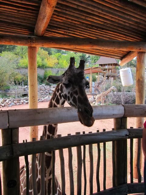 Giraffe at Cheyenne Mountain Zoo | Colorado Springs, Colorado