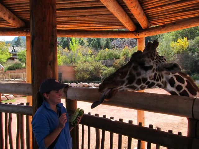 Giraffe at Cheyenne Mountain Zoo | Colorado Springs, Colorado