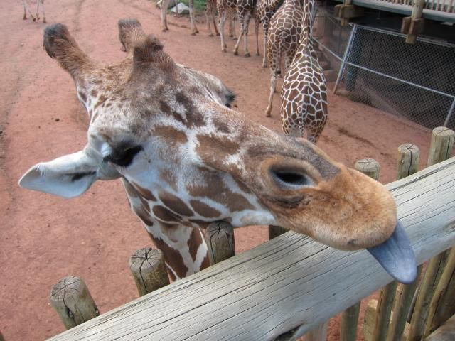 Giraffe Tongue at Cheyenne Mountain Zoo | Colorado Springs, Colorado