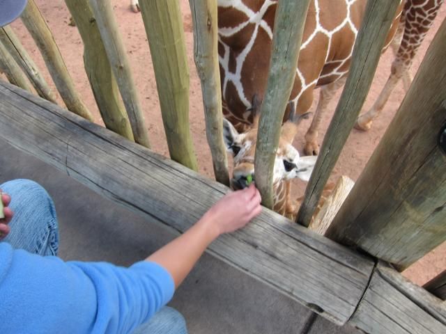Feeding a Baby Giraffe at Cheyenne Mountain Zoo | Colorado Springs, Colorado