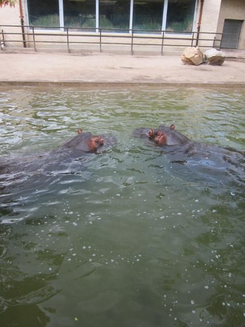 Hippos at Cheyenne Mountain Zoo | Colorado Springs, Colorado