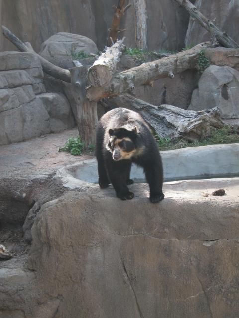 Bear at Cheyenne Mountain Zoo | Colorado Springs, Colorado