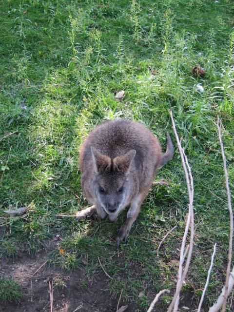 Wallaby at Cheyenne Mountain Zoo | Colorado Springs, Colorado