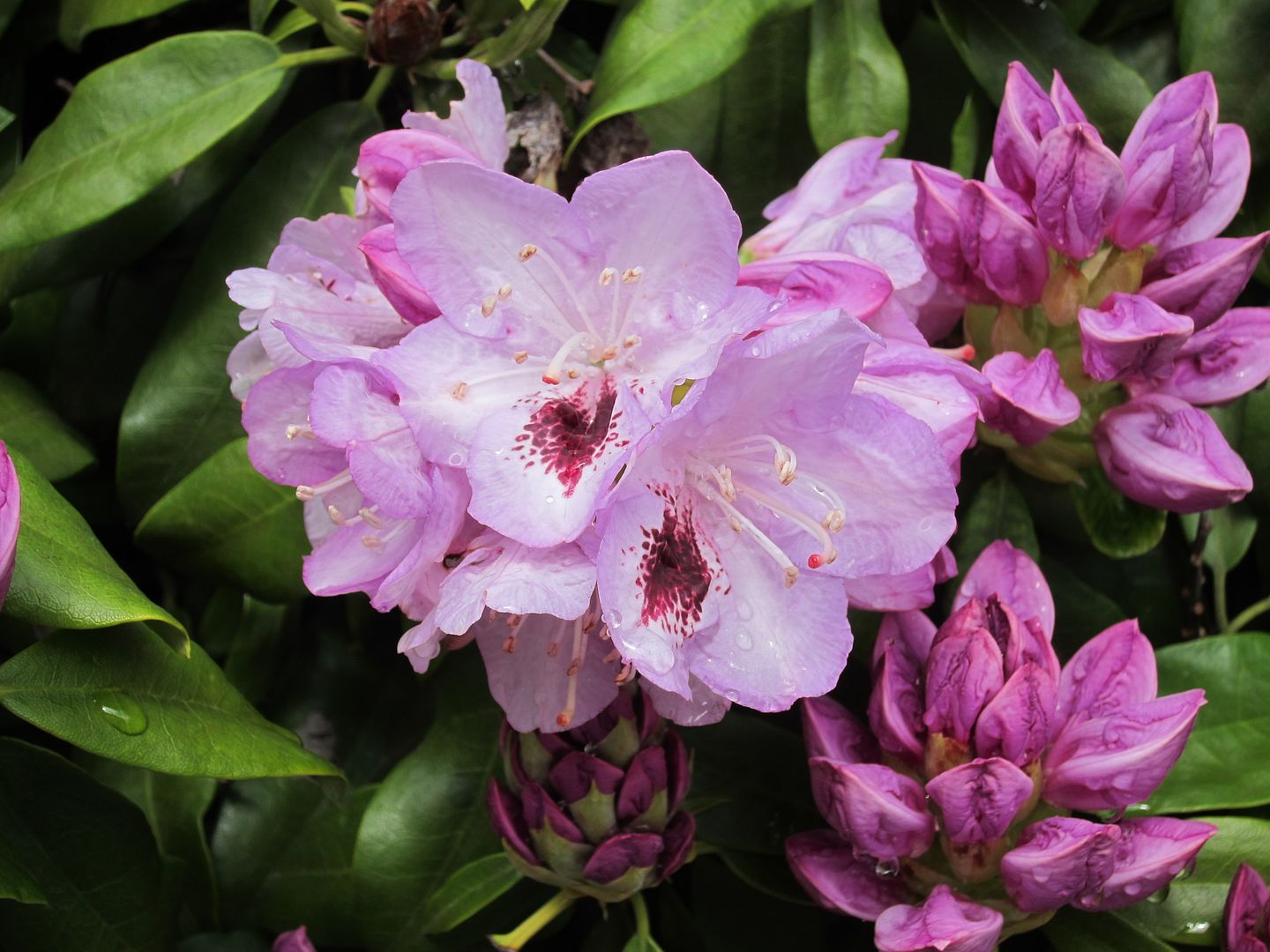 Purple Flowers