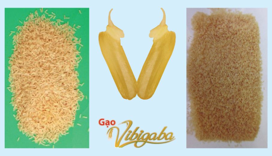 Gạo Vibigaba - Tinh hoa thực dưỡng!