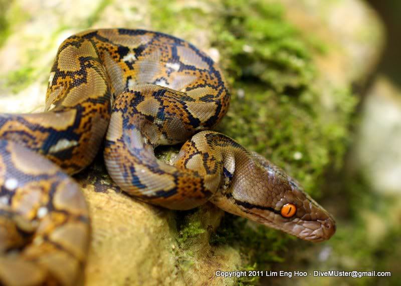 anaconda python hybrid