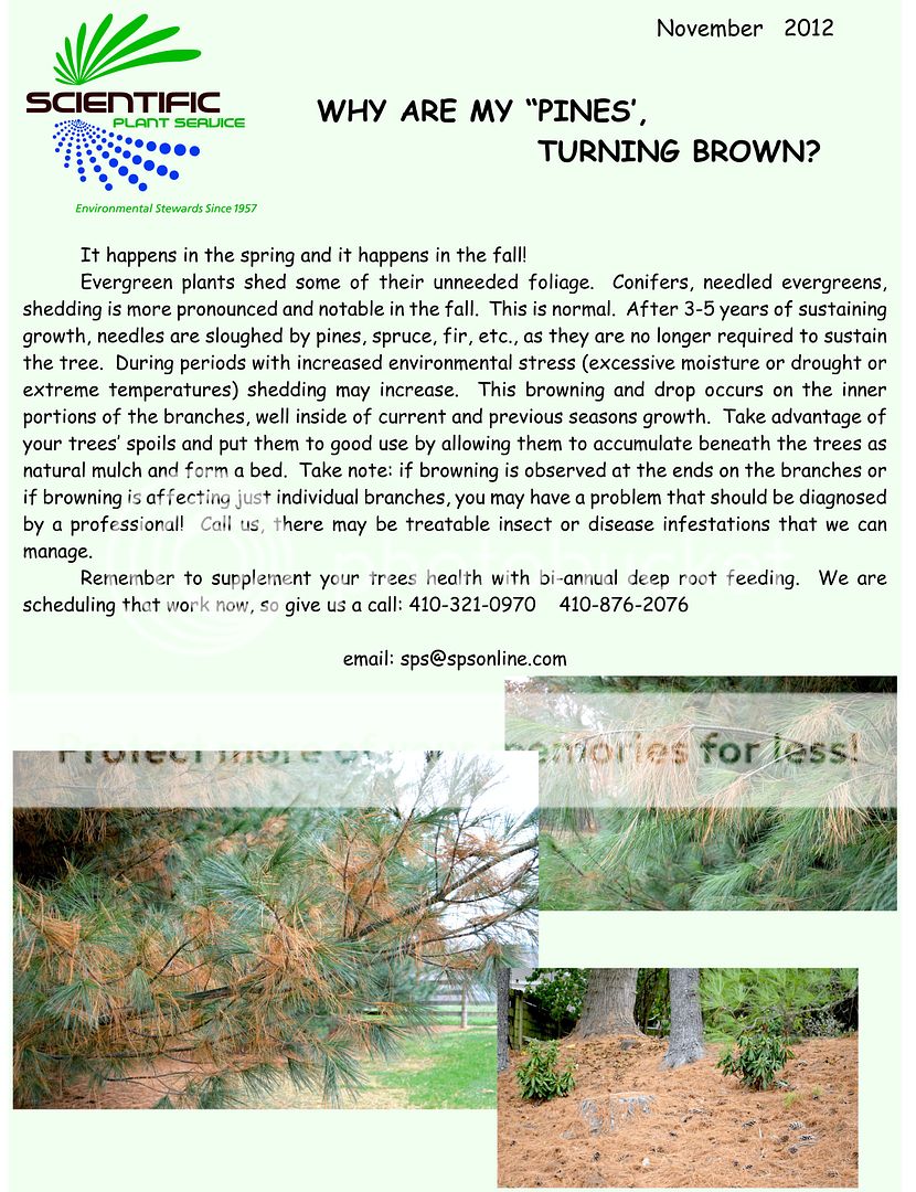 Pines Dropping Needles