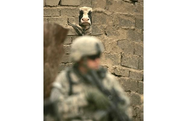 cow-soldier_1014048i.jpg