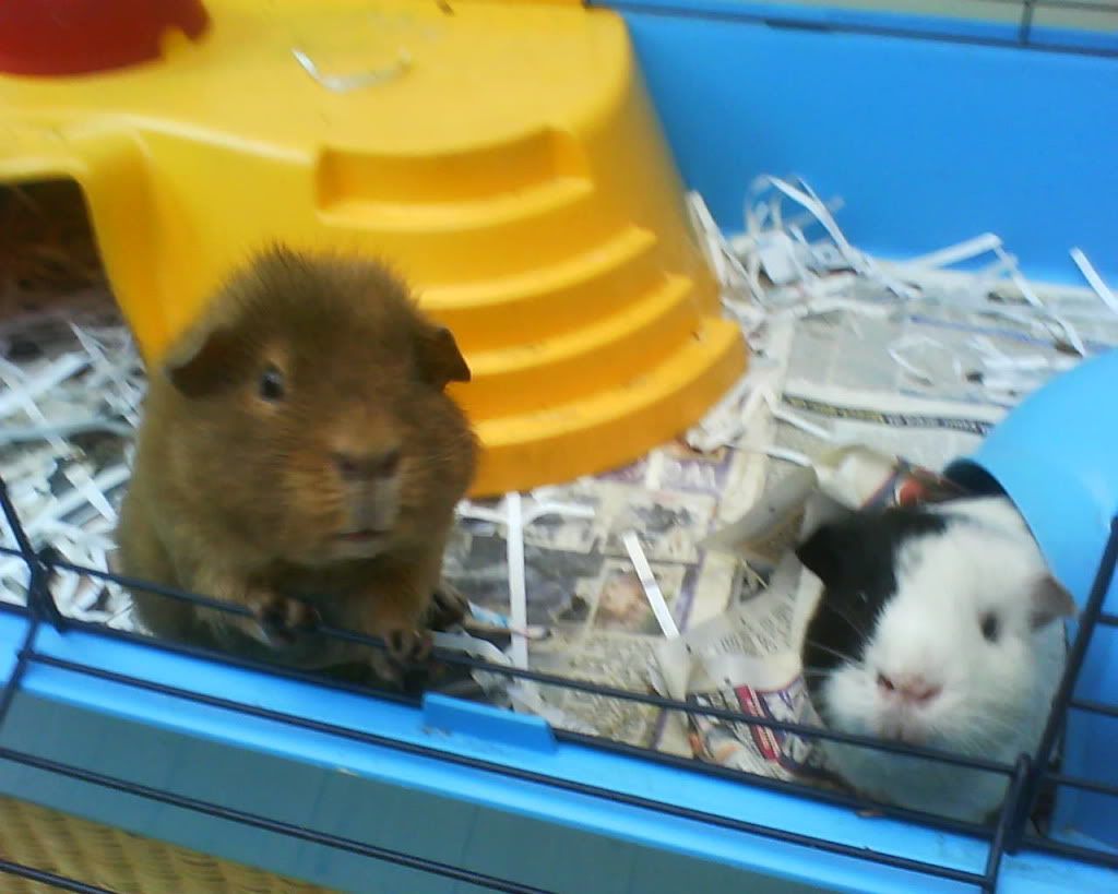 BadgerandPepperintheircage.jpg