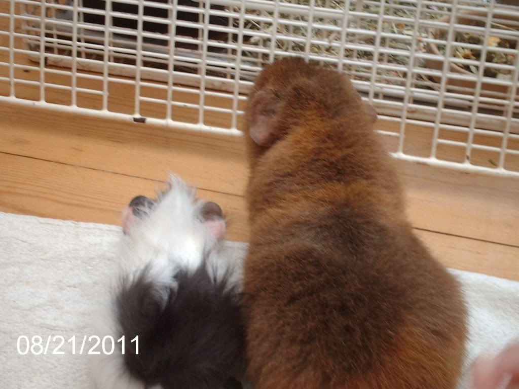 IMAG0429.jpg