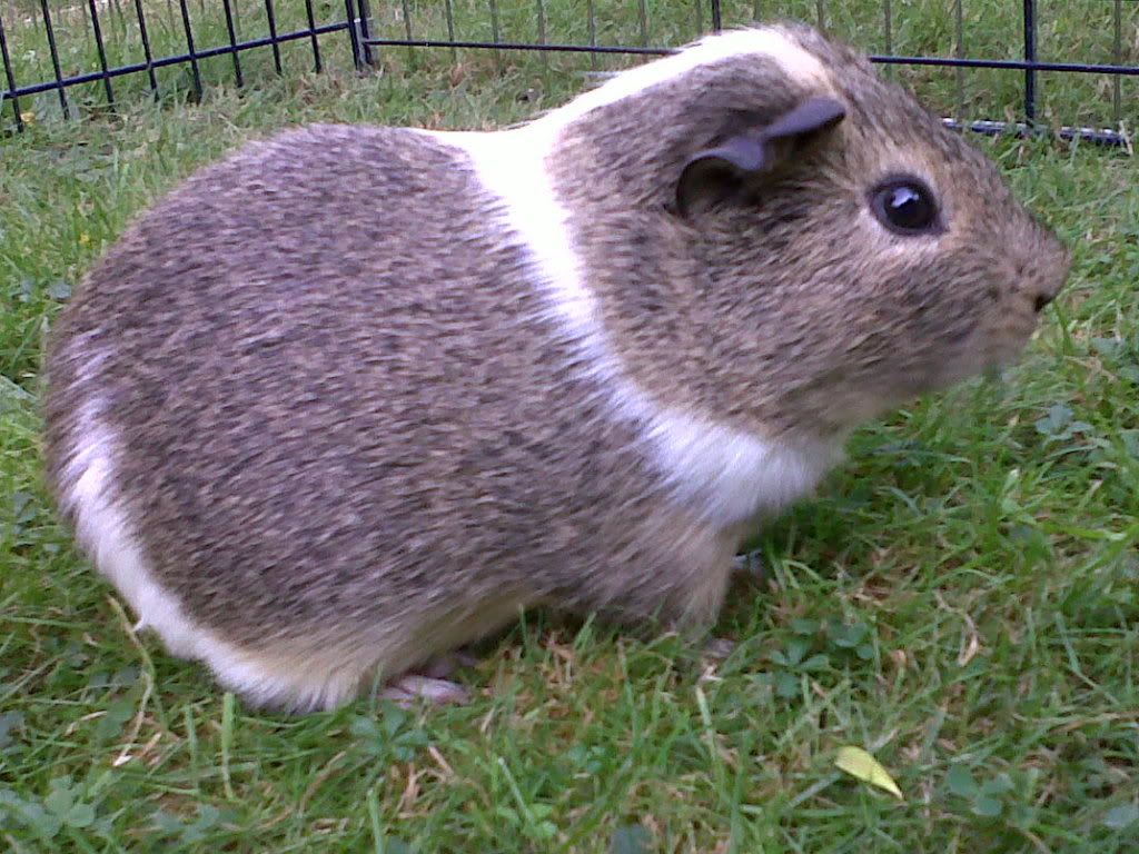 IMG00345-20111003-1616.jpg