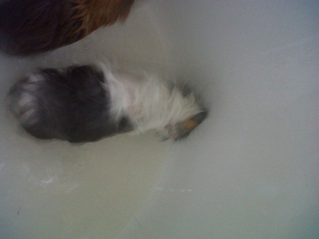 IMG01030-20120726-1235.jpg