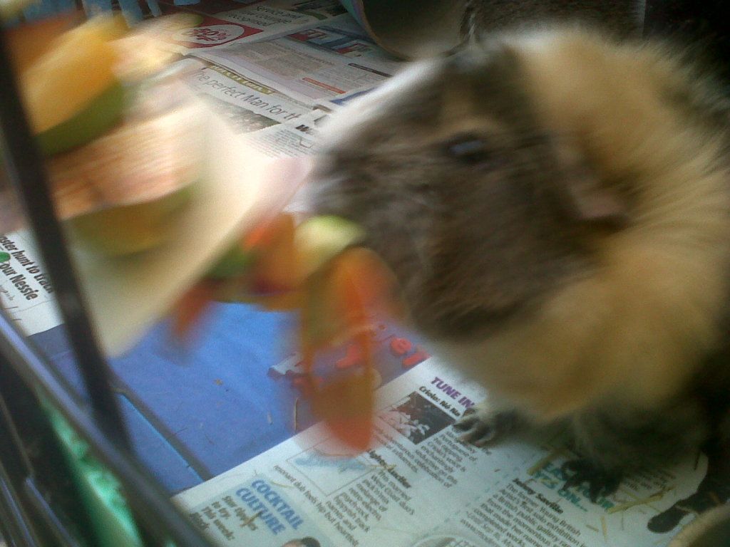 IMG01041-20120726-1847.jpg