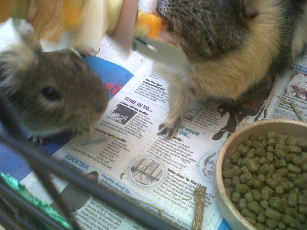 IMG01044-20120726-1848.jpg