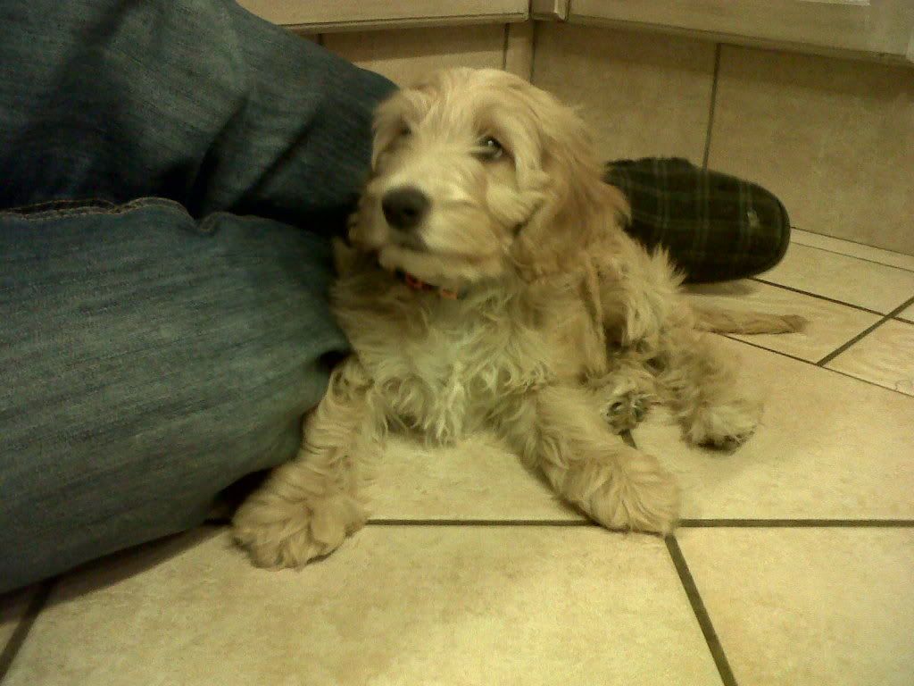 NewPuppy4.jpg