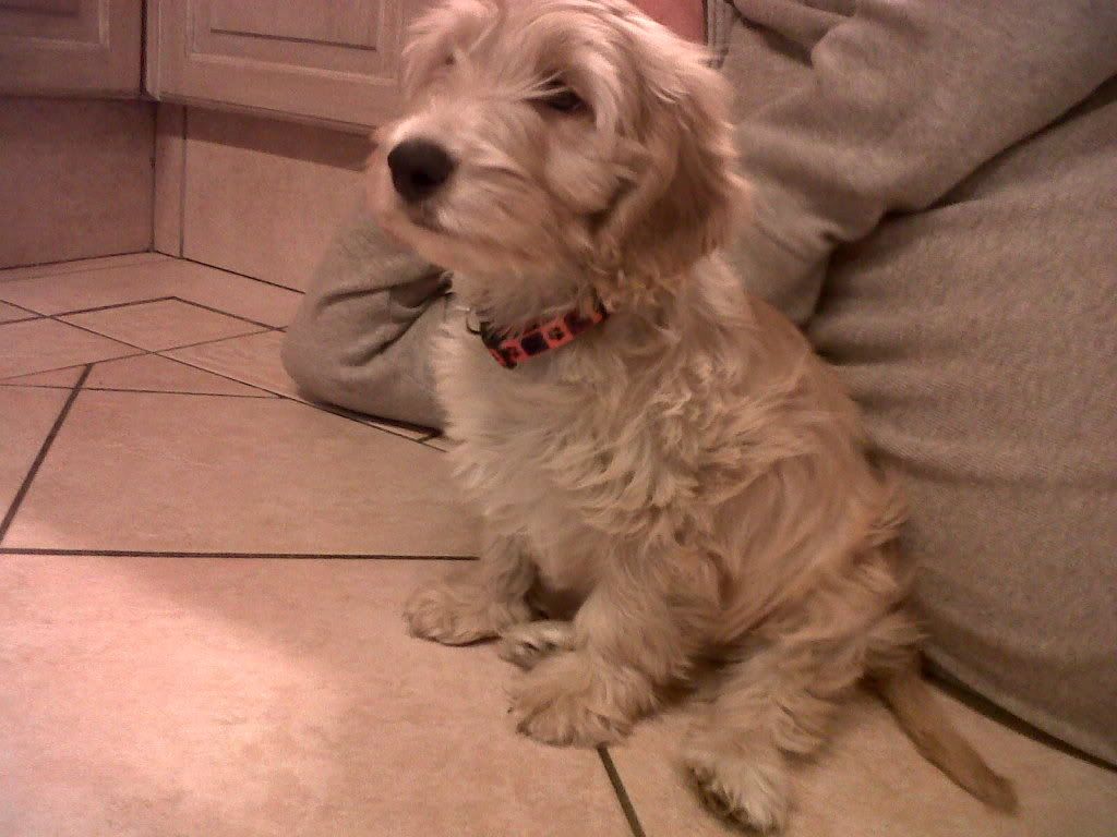NewPuppy6.jpg
