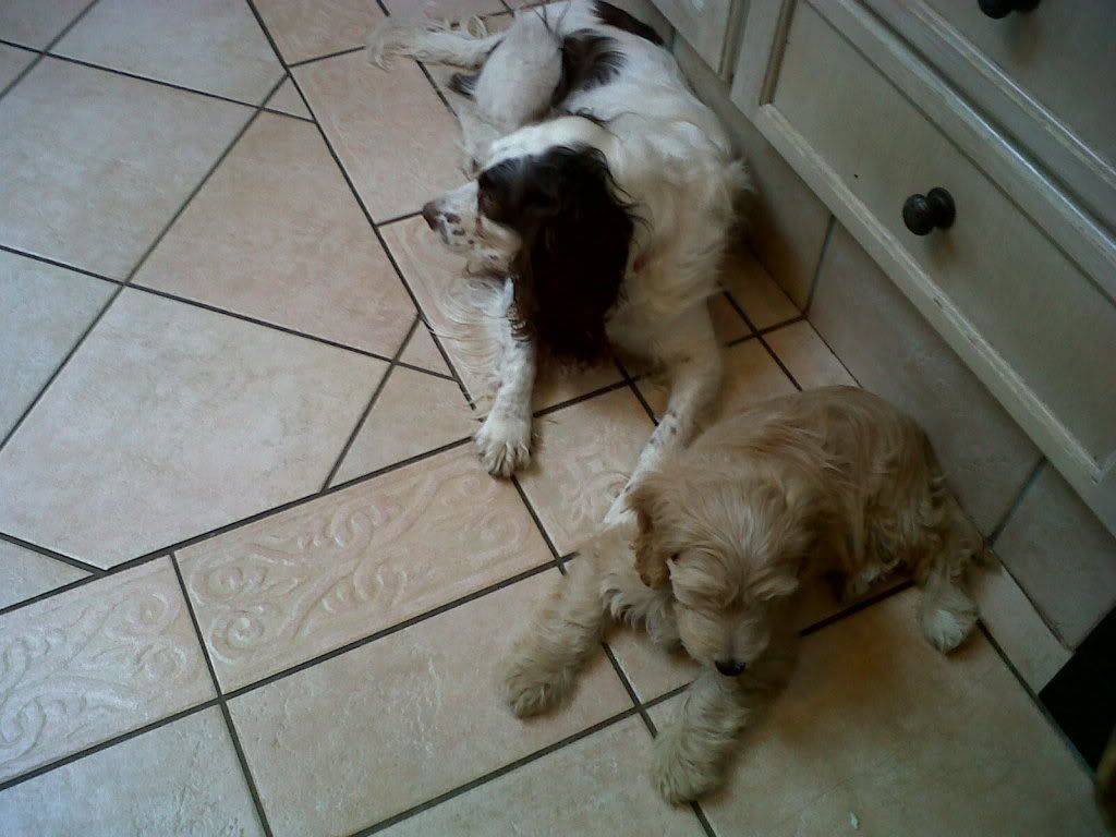 Peggyandthenewpuppy.jpg