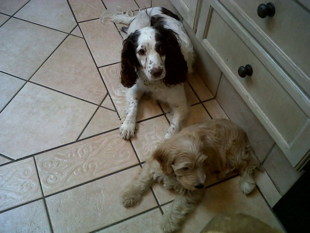 Peggyandthenewpuppy1.jpg