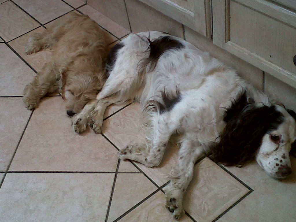 Peggyandthenewpuppyhavingarest.jpg