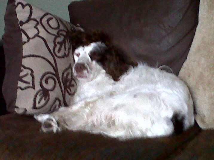 Peggyexhaustedafterherdogwalk.jpg